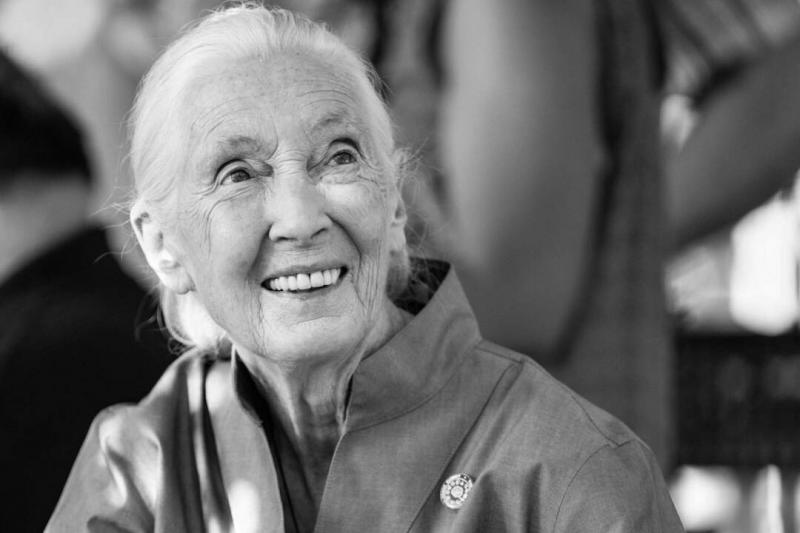 Elhunyt Jane Goodall, a világszerte elismert főemlőskutató és elkötelezett környezetvédő, akinek munkássága mély hatással volt a tudományos közösségre és a természetvédelemre. Élete során Jane nemcsak a csimpánzok viselkedését kutatta, hanem a bolygónk jö