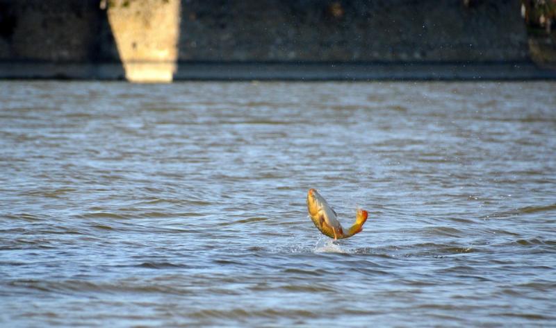 A Nébih Állami Halőri Szolgálatának szakértői az ország különböző pontjain 13 horgásztó vizét ellenőrizték.