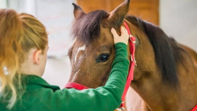 A Mikulás varázslatos hívására érkezünk a Bakony gyönyörű szívébe, ahol egyedi élmények várnak ránk: pónik kényeztetése és csacsik simogatása! Csatlakozz hozzánk ezen az elbűvölő rendezvényen, és tapasztald meg a természet csodáit egy különleges videó ker