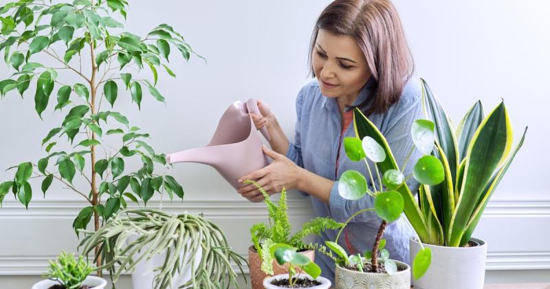 Fáradt, stresszes vagy? Íme 5 ok, amiért érdemes szobanövényt ültetni az otthonodban!

1. **Friss levegő, friss gondolatok**: A szobanövények nem csupán dekorációs elemek; segítenek tisztábbá tenni a levegőt, így otthonod légköre sokkal kellemesebb és egé