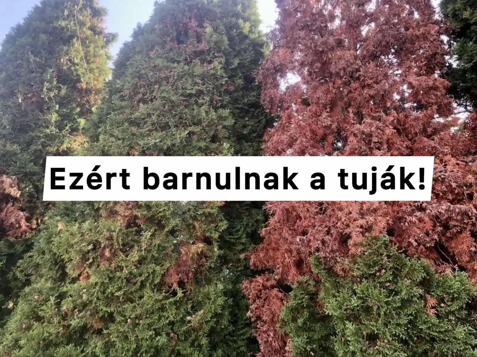 Sokan nincsenek tisztában azzal, hogy miért változik meg a tuják színe, pedig az ok valójában nagyon egyszerű! A lakosság 80%-a nem ismeri a barnulás hátterében álló tényezőket. - lender.hu