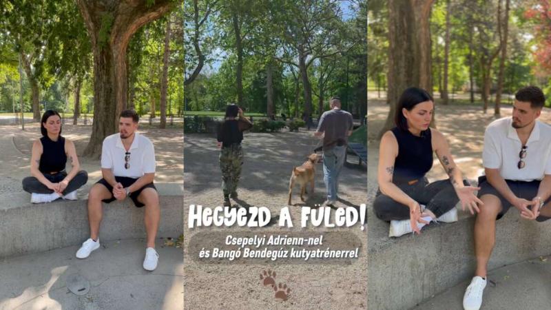 A kutyák csodálatos hatással vannak a mentális jólétünkre – figyelj csak! (videó)
