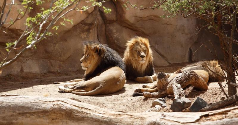 Új-Zélandon hét oroszlánt kényszerülnek altatni, mivel az állatkert bezárására készülnek.