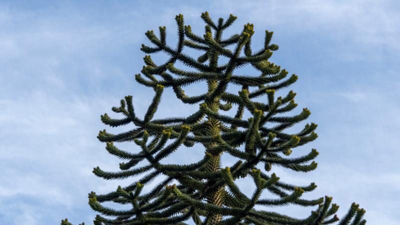 Fedezd fel a magyar föld kincseit: egy különleges fa, melynek értéke milliókra rúg. Sokan talán nincsenek is tisztában e különleges növény jelentőségével, pedig igazi kincs rejtőzik benne. Az Agrárszektor cikkében bemutatjuk, miért érdemes figyelmet fordí